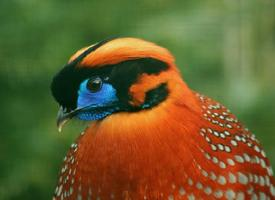 Foto: Temmincktragopan