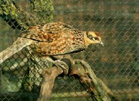 Foto: Diamantfasan
