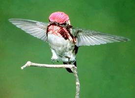 Foto: Bienenelfe