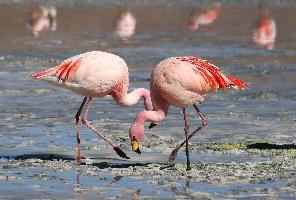 Foto: Jamesflamingo