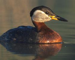 Foto: Rothalstaucher
