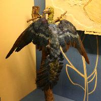Foto: Urvögel