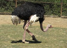 Foto: Afrikanische strauß
