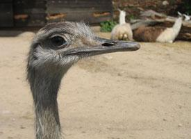 Foto: Große emu