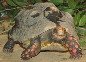 Foto: Köhlerschildkröte