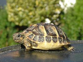 Foto: Griechische landschildkröte