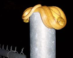 Foto: Braune nachtbaumnatter