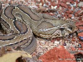 Foto: Kettenviper