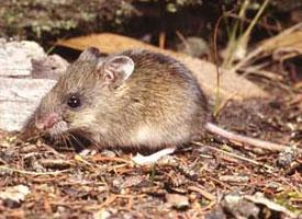 Foto: Kleine schmalfußbeutelmaus