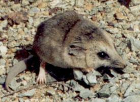 Foto: Dickschwänzige schmalfußbeutelmaus