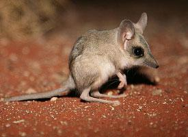 Foto: Springbeutelmaus