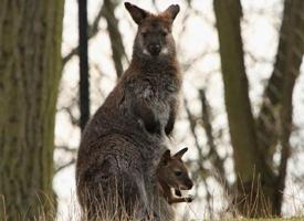 Foto: Rotnackenwallaby
