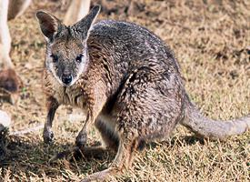 Foto: Derbywallaby