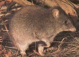 Foto: Langfußpotoroo