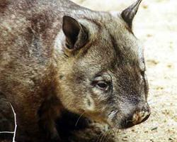 Foto: Nördliche haarnasenwombat