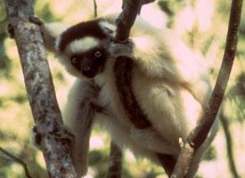 Foto: Larvensifaka