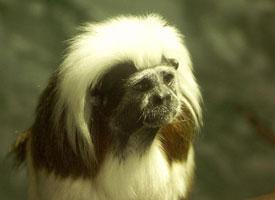 Foto: Lisztaffe
