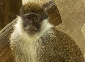 Foto: Äthiopische grünmeerkatze