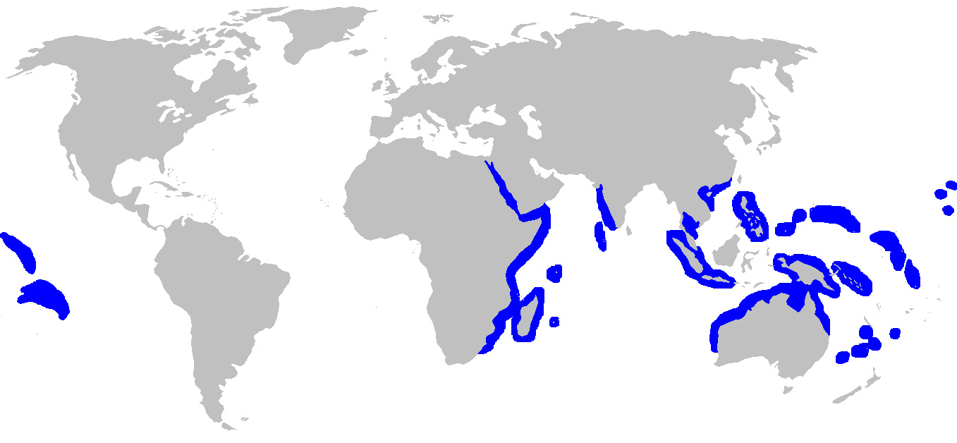 Foto: Grey reef shark - Vorkommen