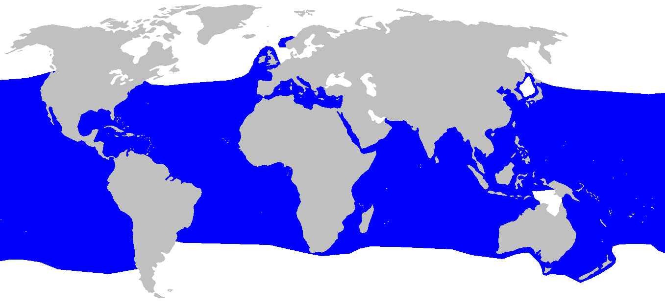 Foto: Shortfin mako - Vorkommen