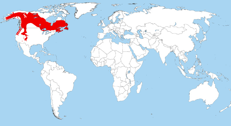 Foto: Canada jay - Vorkommen