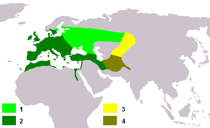 Foto: European goldfinch - Vorkommen