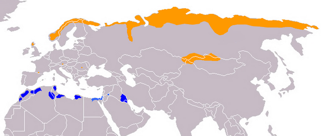 Foto: Eurasian dotterel - Vorkommen