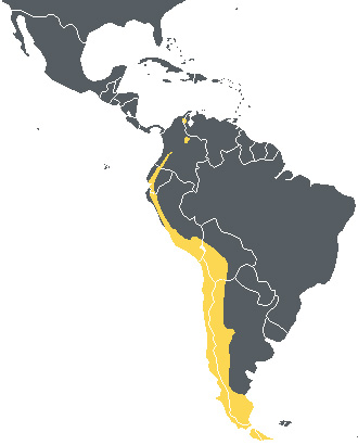Foto: Andean condor - Vorkommen