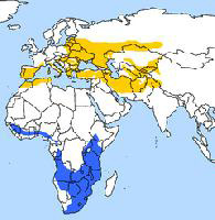 Foto: European roller - Vorkommen