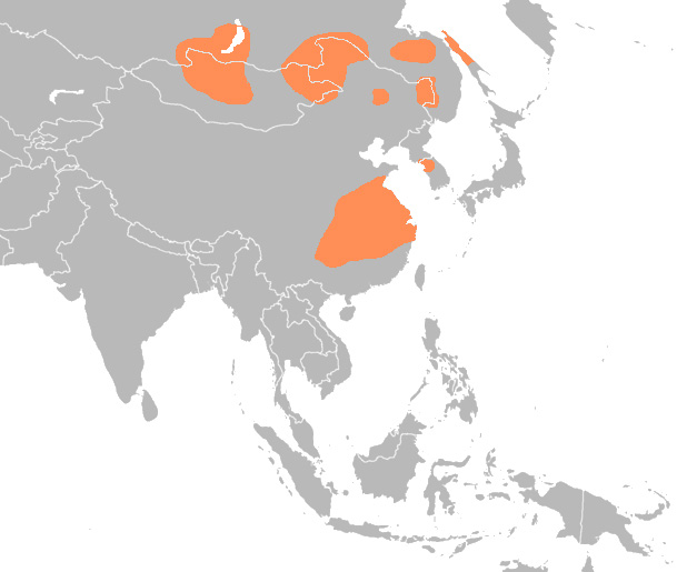 Foto: Swan goose - Vorkommen