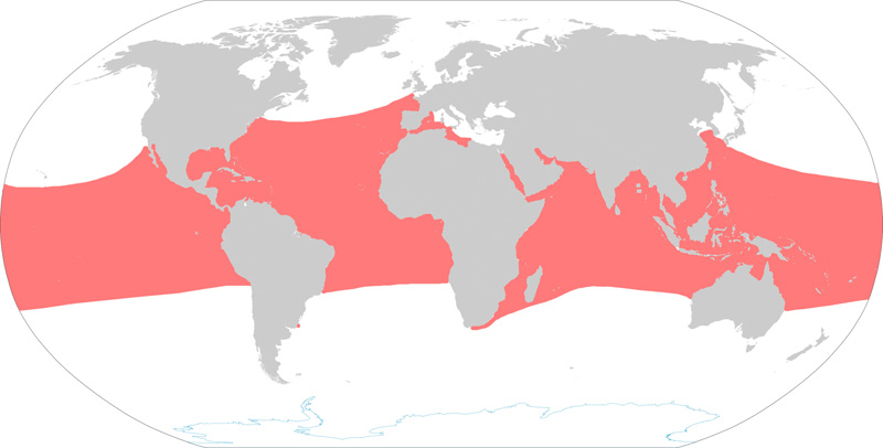 Foto: Hawksbill sea turtle - Vorkommen