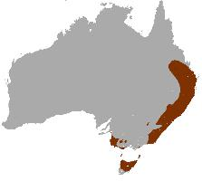Foto: Rotnackenwallaby - Vorkommen