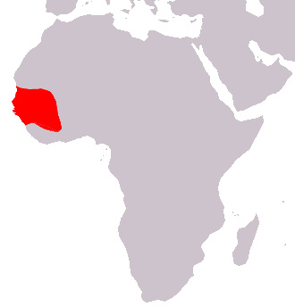 Foto: Guinea baboon - Vorkommen
