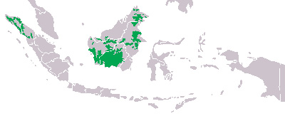Foto: Orangutans - Vorkommen